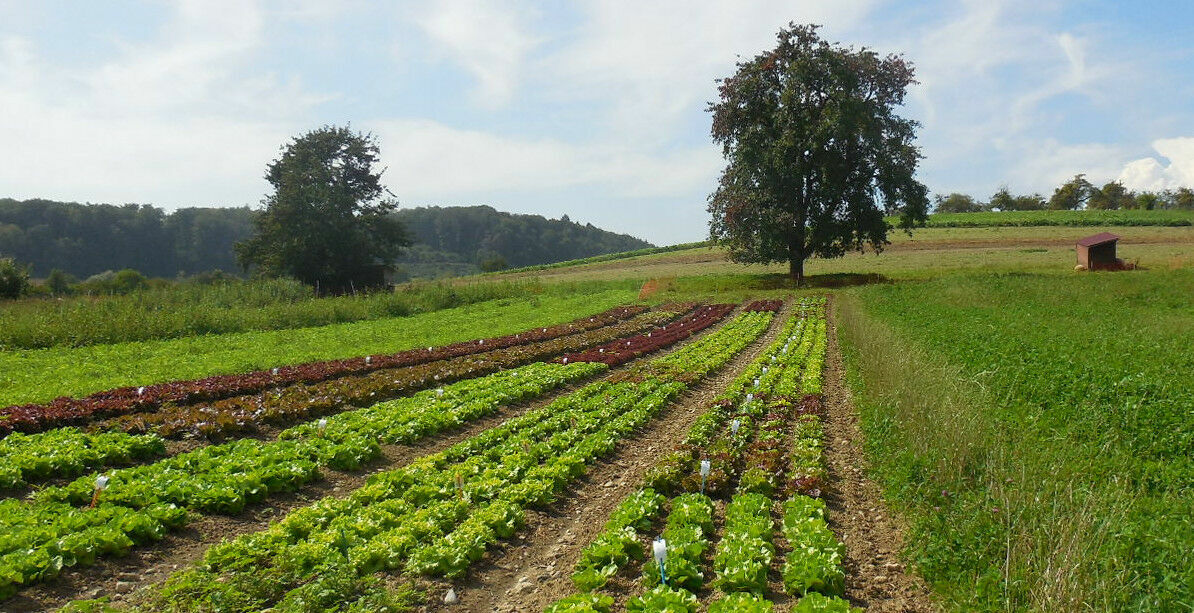 Salatzüchtung